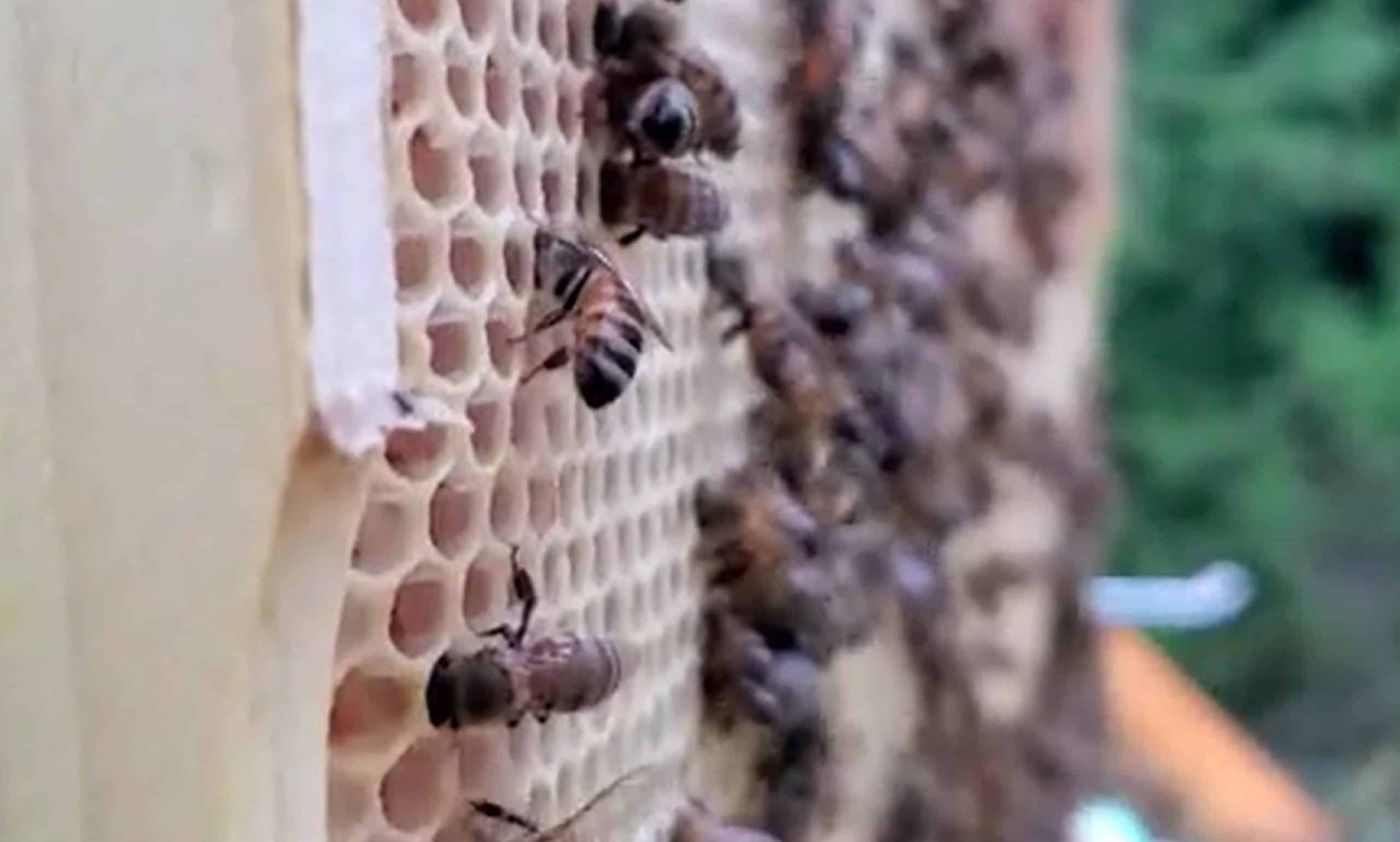 BetterComb Inspection