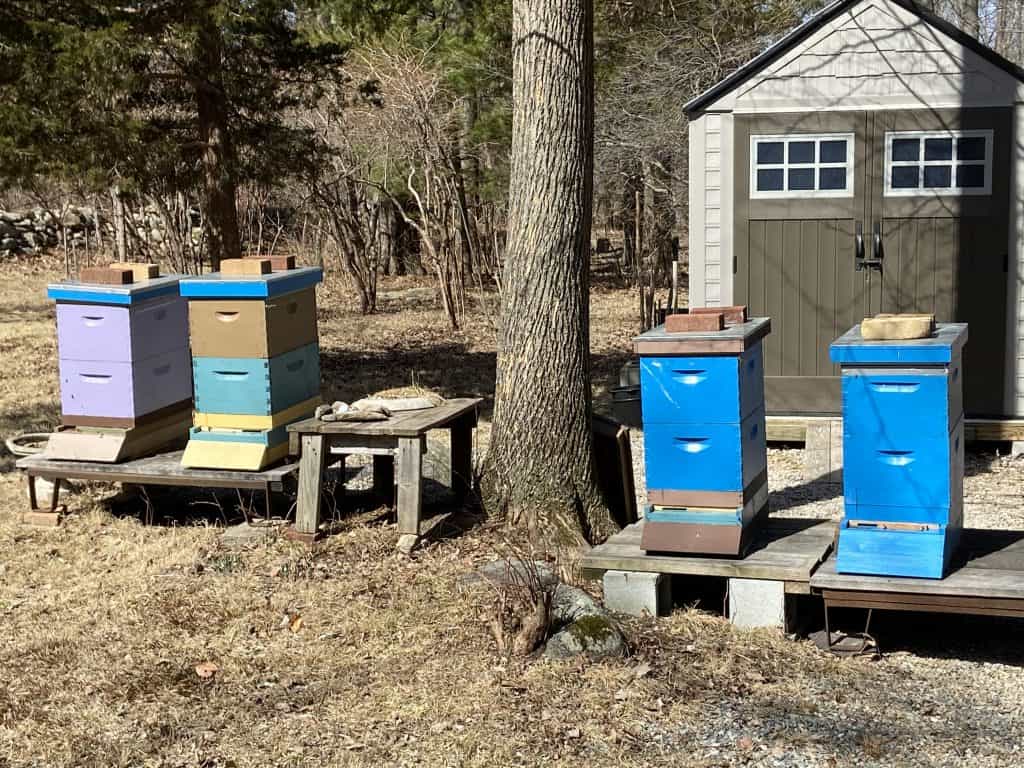 Sandy Soares Beehives