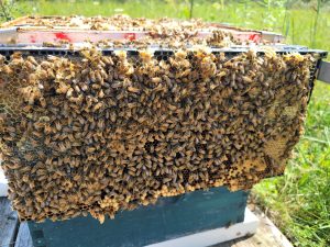 Colony 3