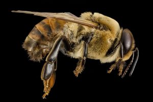 Do drone bees serve a purpose outside of mating?